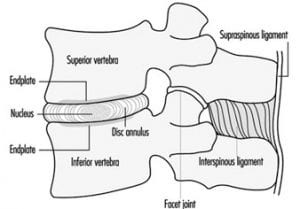 Vertebrae make up the spine
