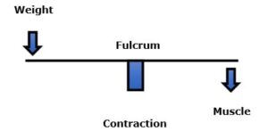 Weight, Load, Fulcrum